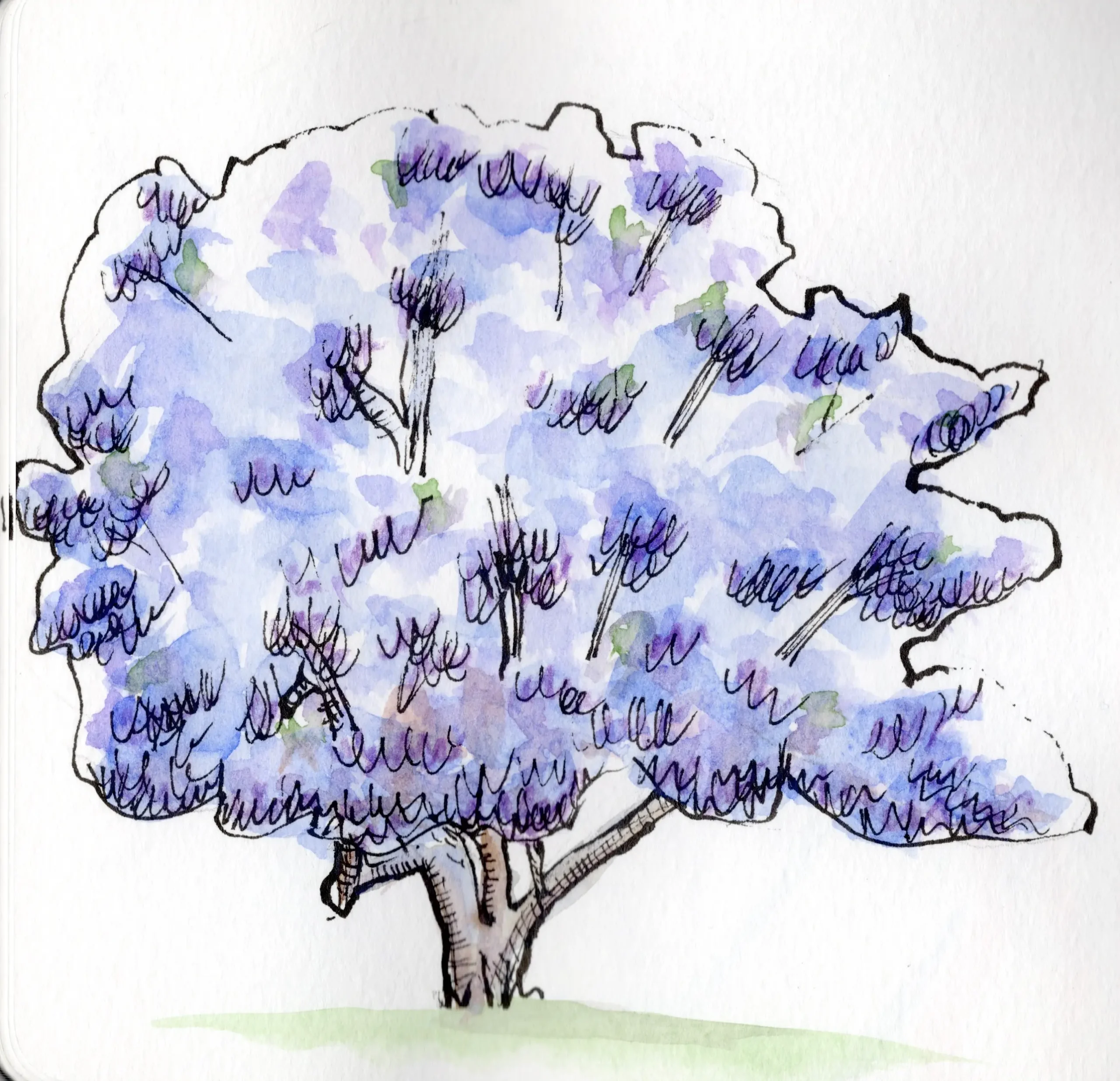 An ink and watercolour sketch of a jacaranda tree