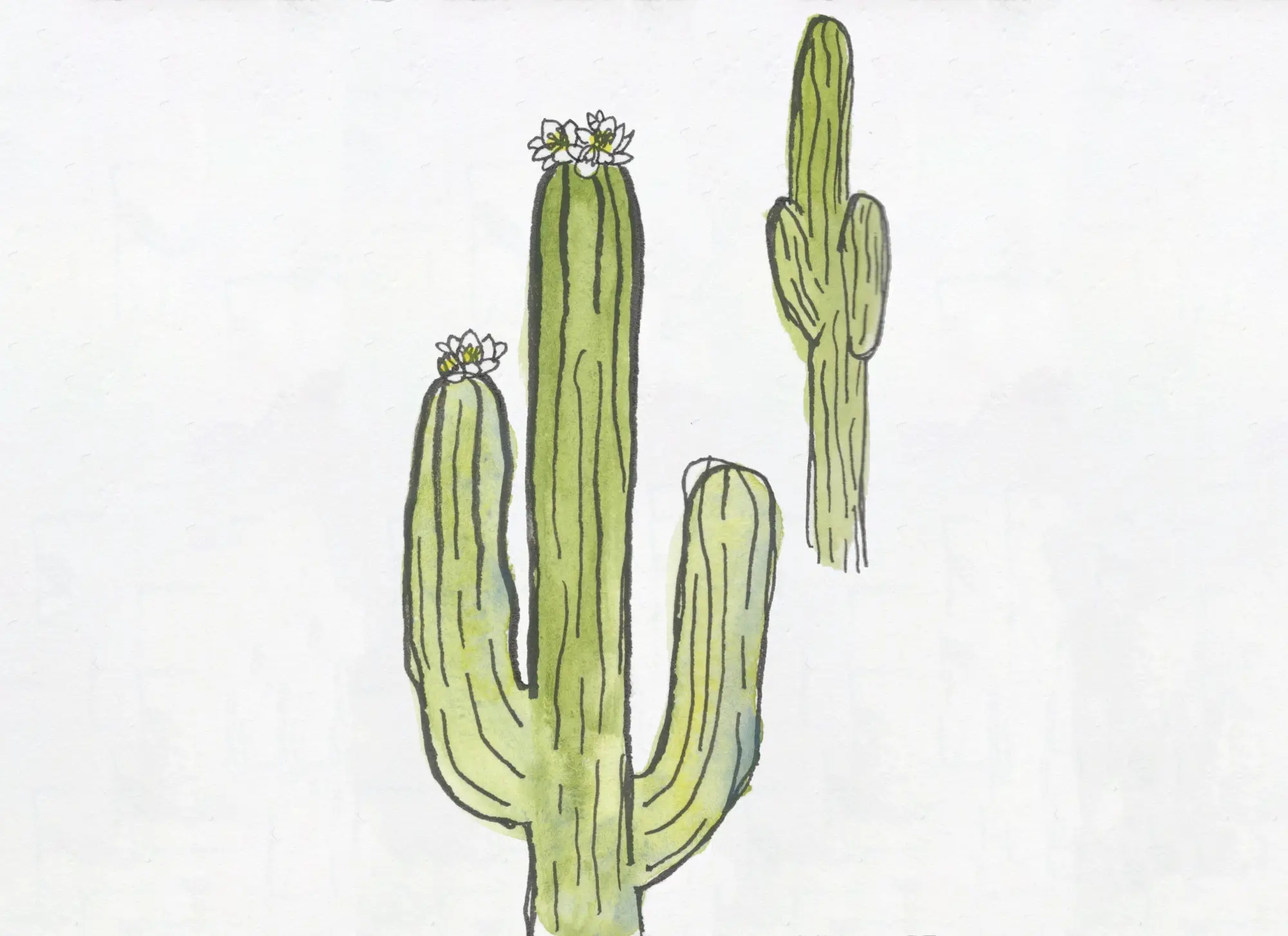 Hand-drawn illustration of several green cacti, some topped with white flowers